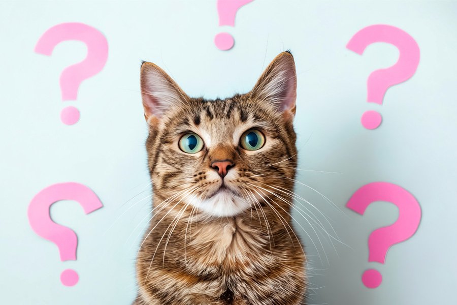 Cat food change signs guide image