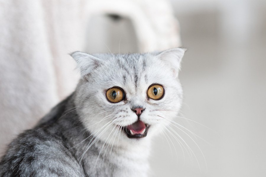 Cat food silent message image